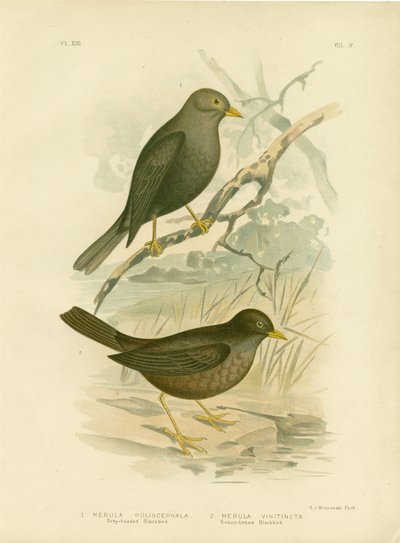 Grey-Headed Blackbird, 1891 by Gracius Broinowski